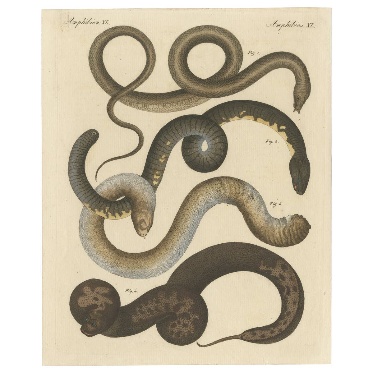 Original Antique Print of Various Snakes and Caecilian Species