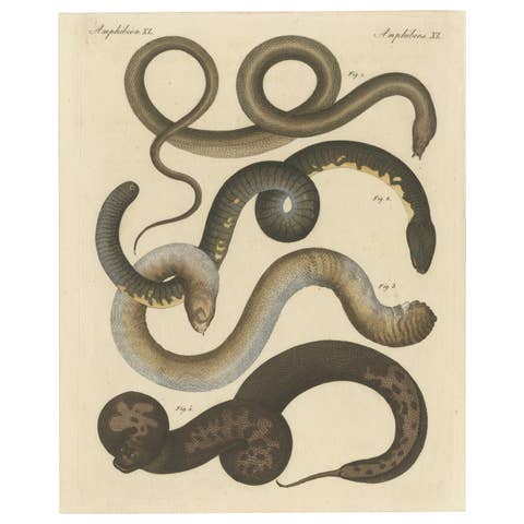 Original Antique Print of Various Snakes and Caecilian Species