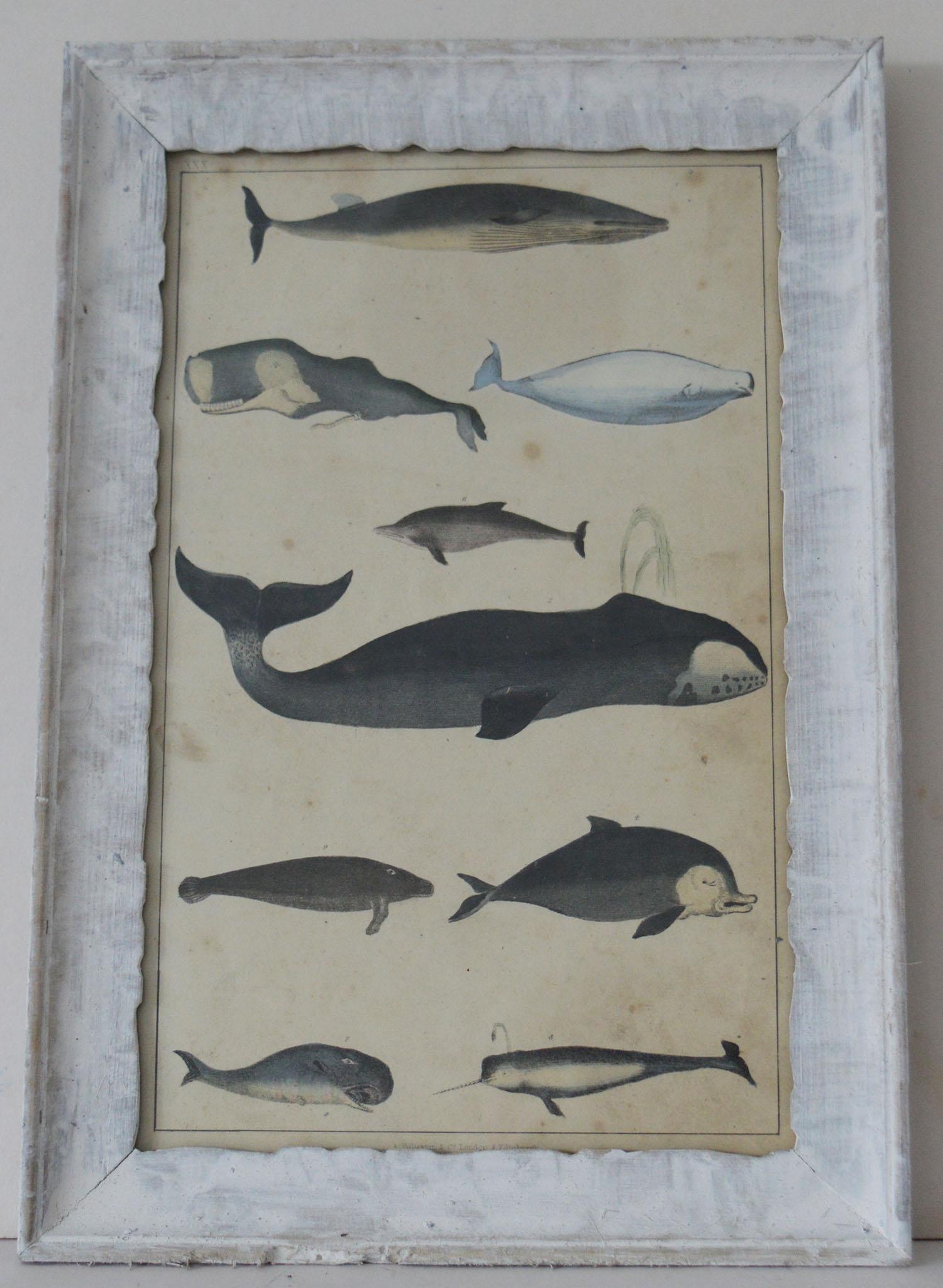 Great image of whales, dolphins etc presented in a distressed antique painted frame.

Lithograph after Cpt. Brown with original hand color.

Published 1847.

The measurement below is the frame size.


 

 