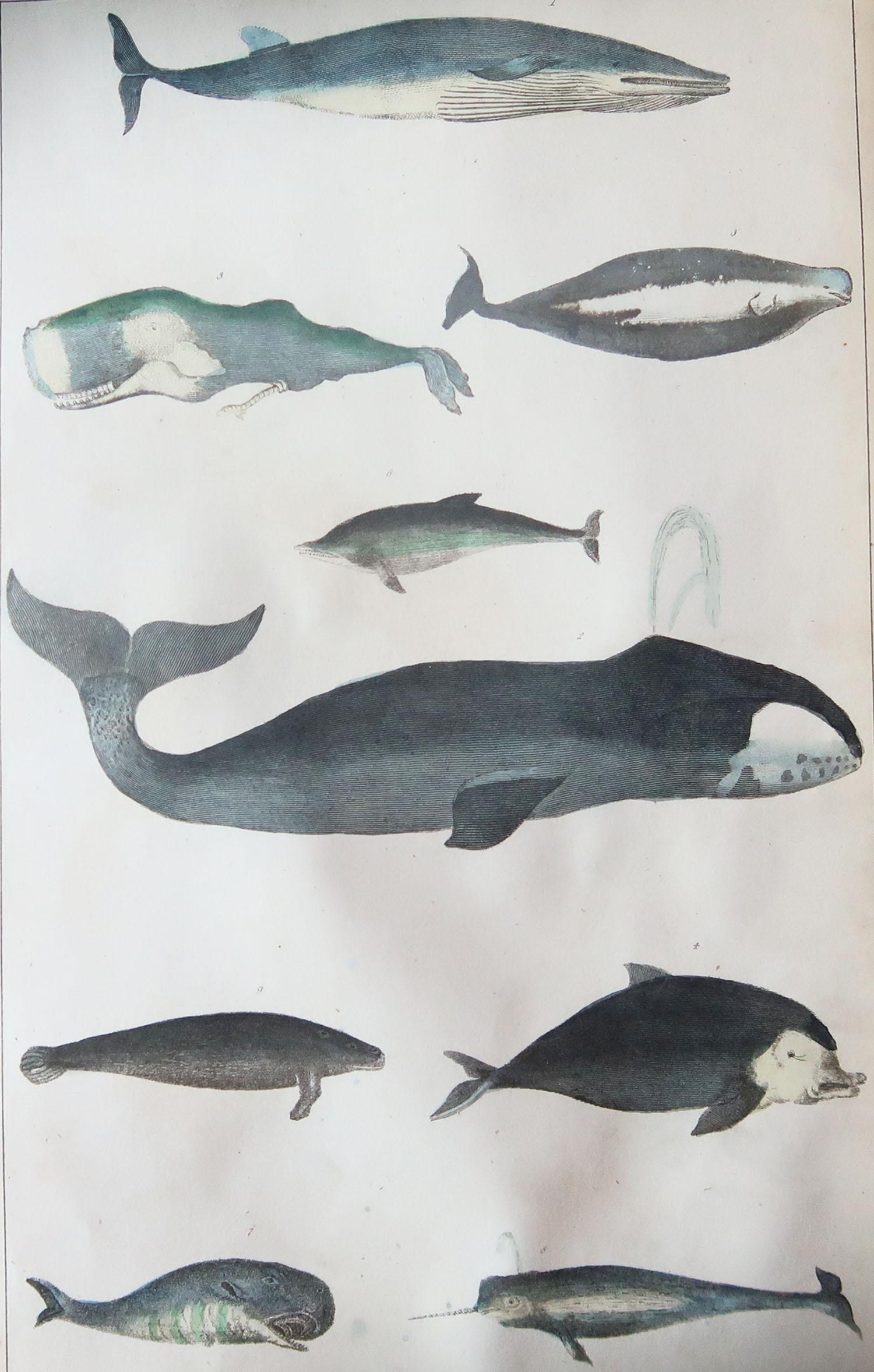 Great image of whales.

Unframed. It gives you the option of perhaps making a set up using your own choice of frames.

Lithograph after Cpt. Brown with original hand color.

Published, 1847.

Repair to a minor piercing

Free shipping.