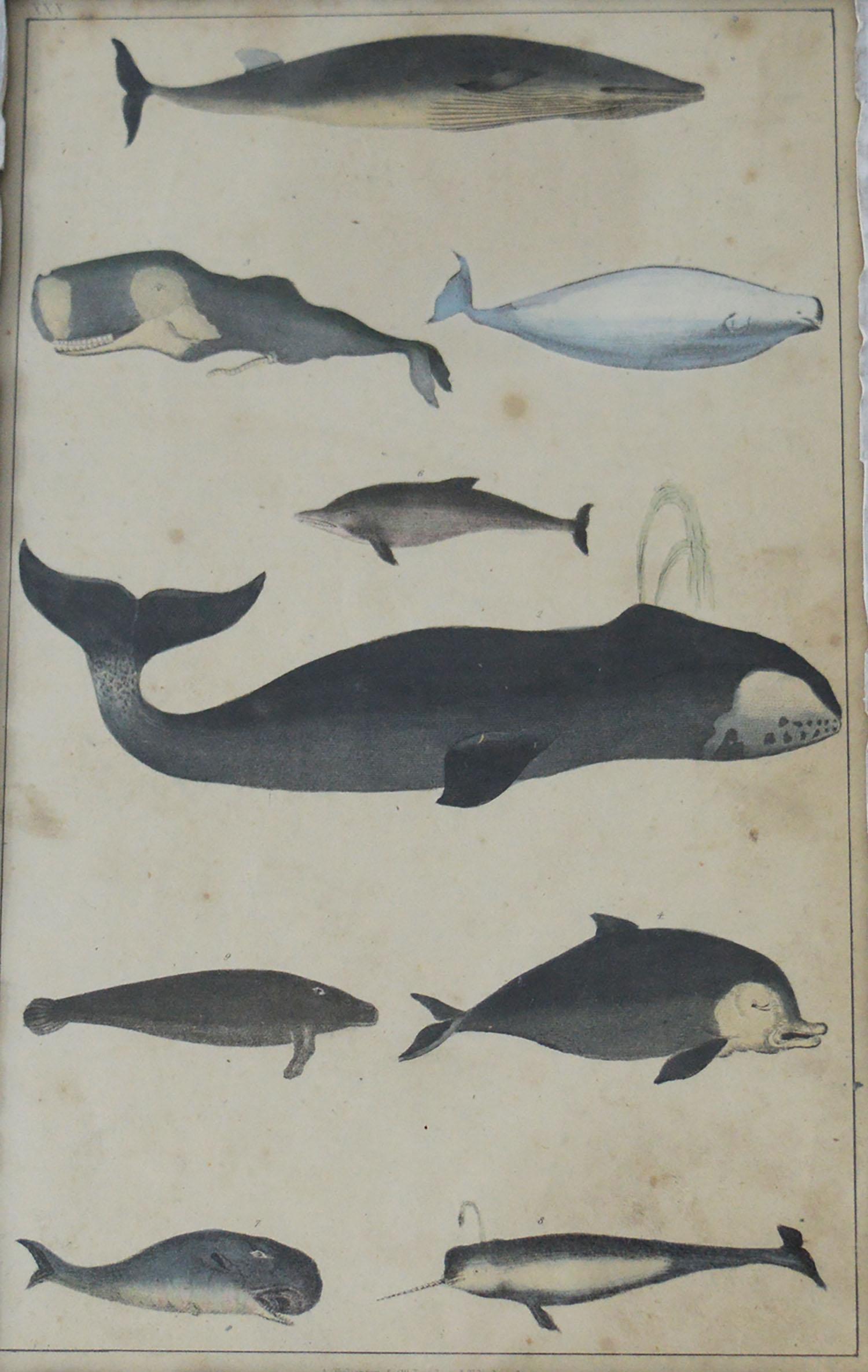 Folk Art Original Antique Print of Whales, 1847