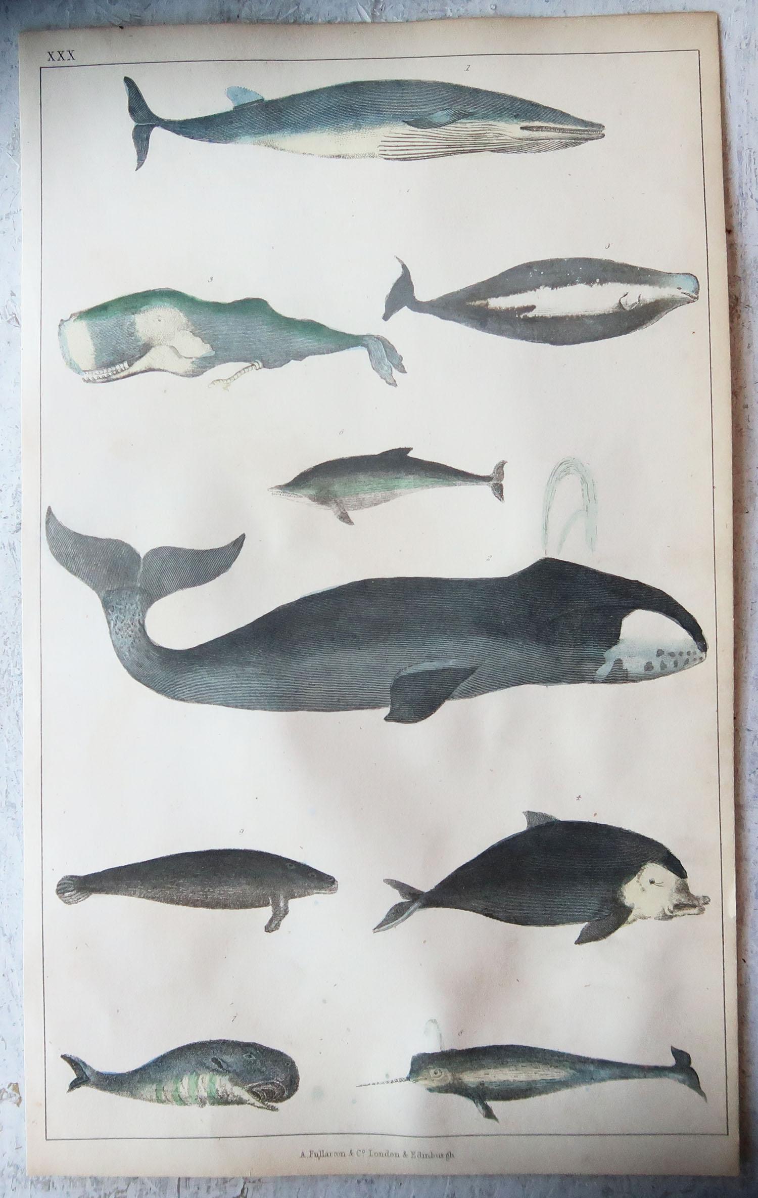 English Original Antique Print of Whales, 1847