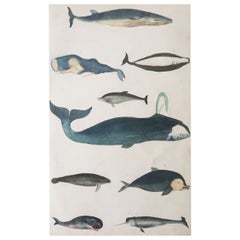 Original Antique Print of Whales, 1847