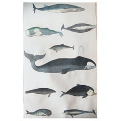 Original Antique Print of Whales, 1847