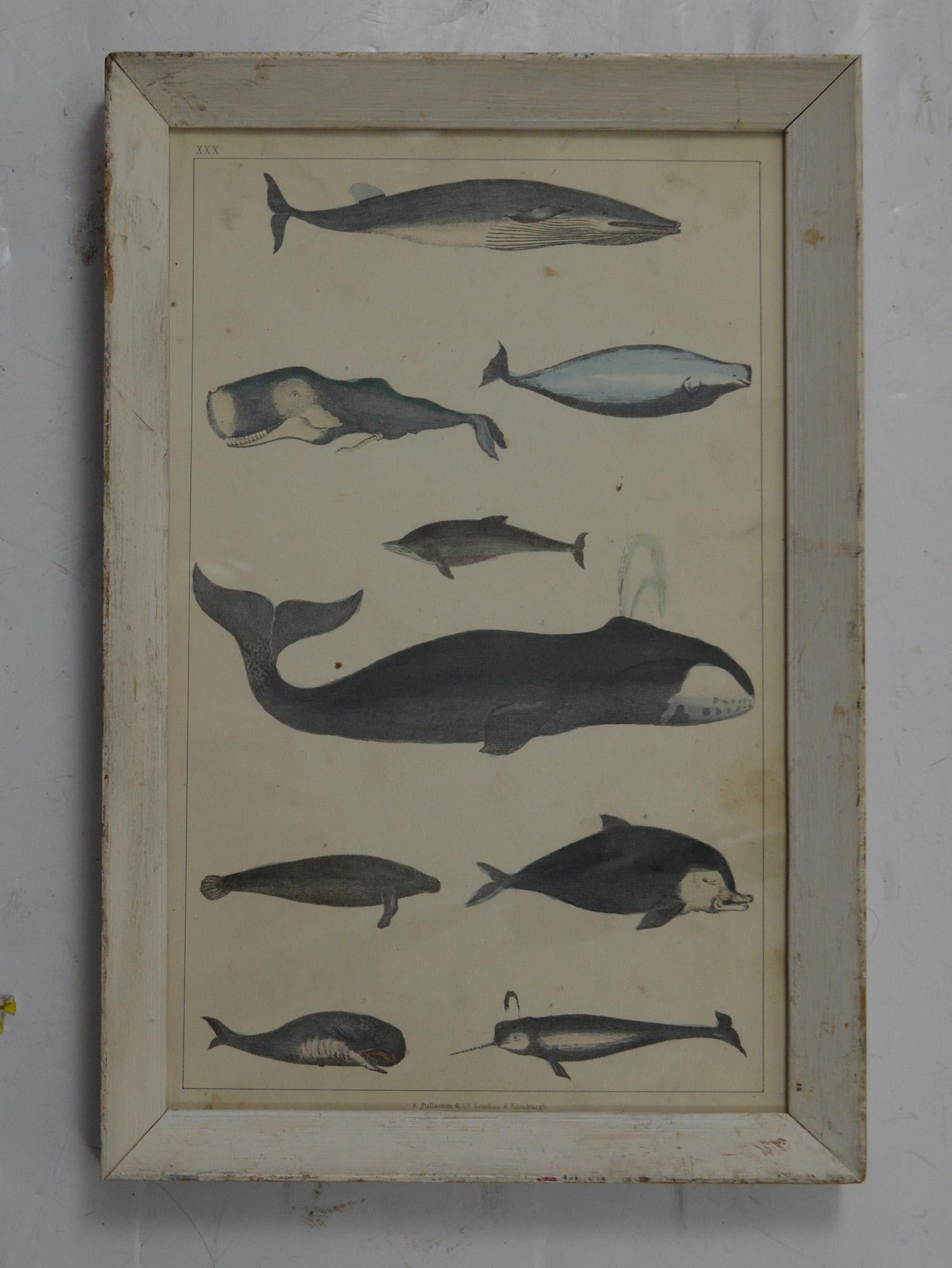 Great image of whales and dolphins presented in an antique painted wood frame.

Original hand colored lithograph after Cpt. Brown.

Published by Fullerton, 1847.