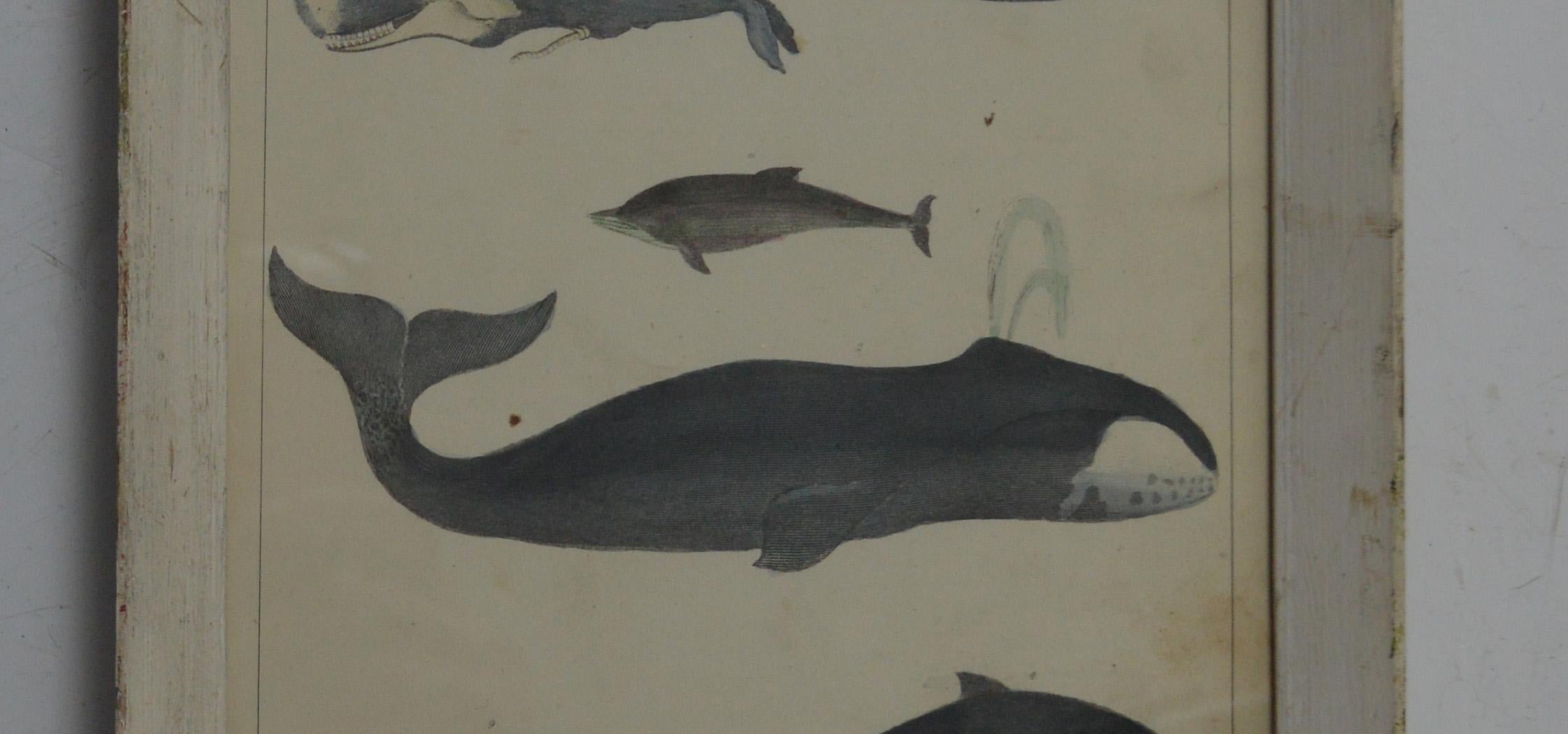 English Original Antique Print of Whales and Dolphins, 1847