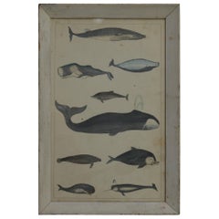 Original Antique Print of Whales and Dolphins, 1847