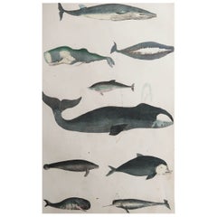 Original Antique Print of Whales And Dolphins, 1847 'Unframed'
