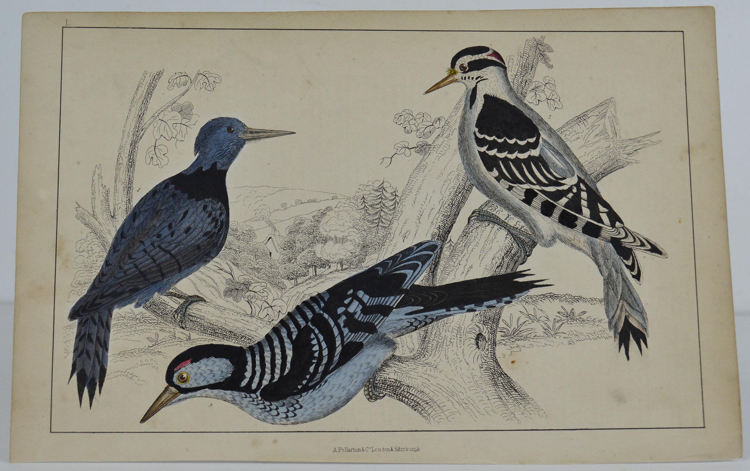 Great image of woodpeckers

Unframed. It gives you the option of perhaps making a set up using your own choice of frames.

Lithograph after Cpt. Brown with original hand color.

Published 1847.

Free shipping.




 
