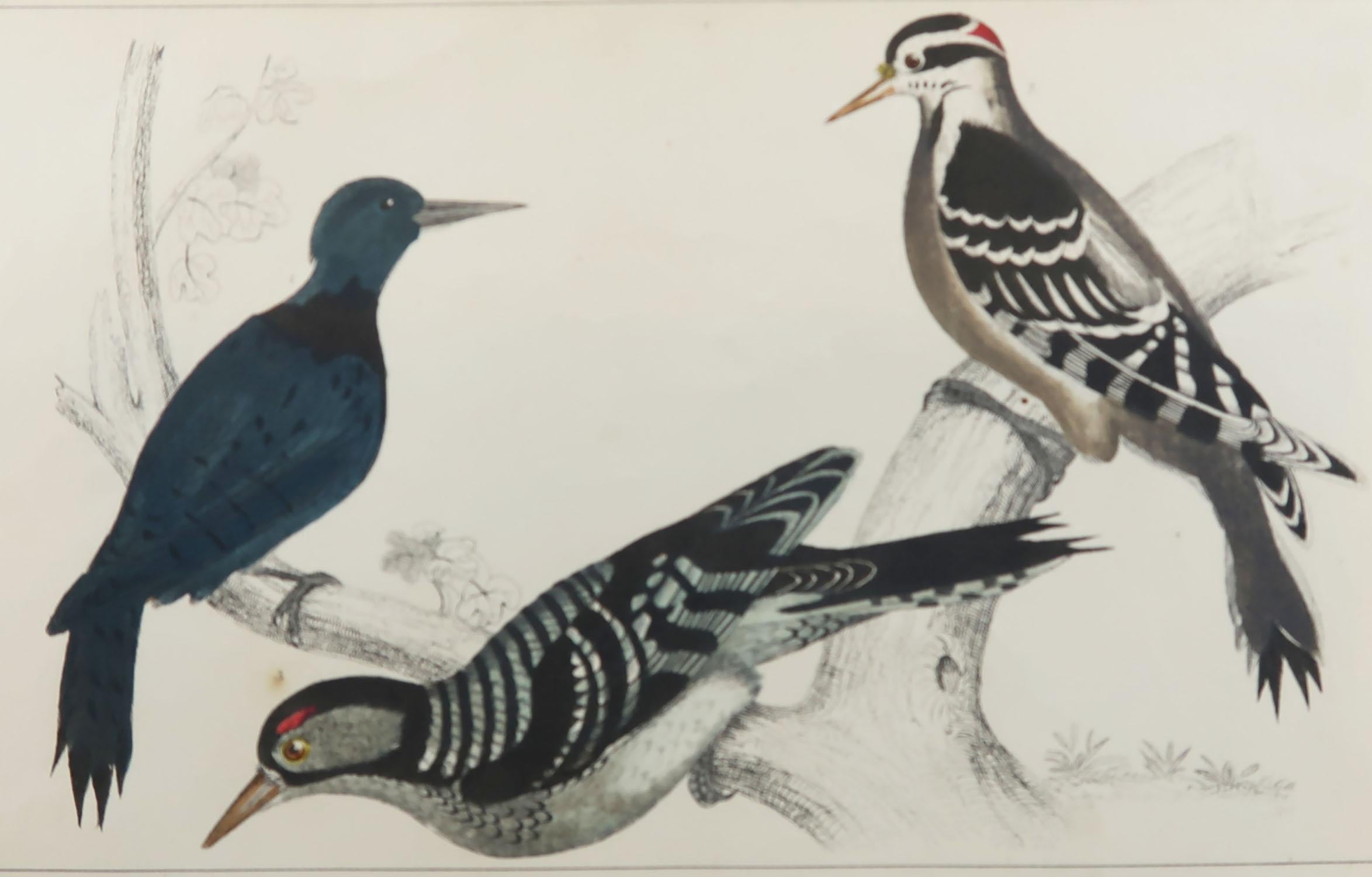 Great image of woodpeckers

Unframed. It gives you the option of perhaps making a set up using your own choice of frames.

Lithograph after Cpt. brown with original hand color.

Published, 1847.

Free shipping.




   