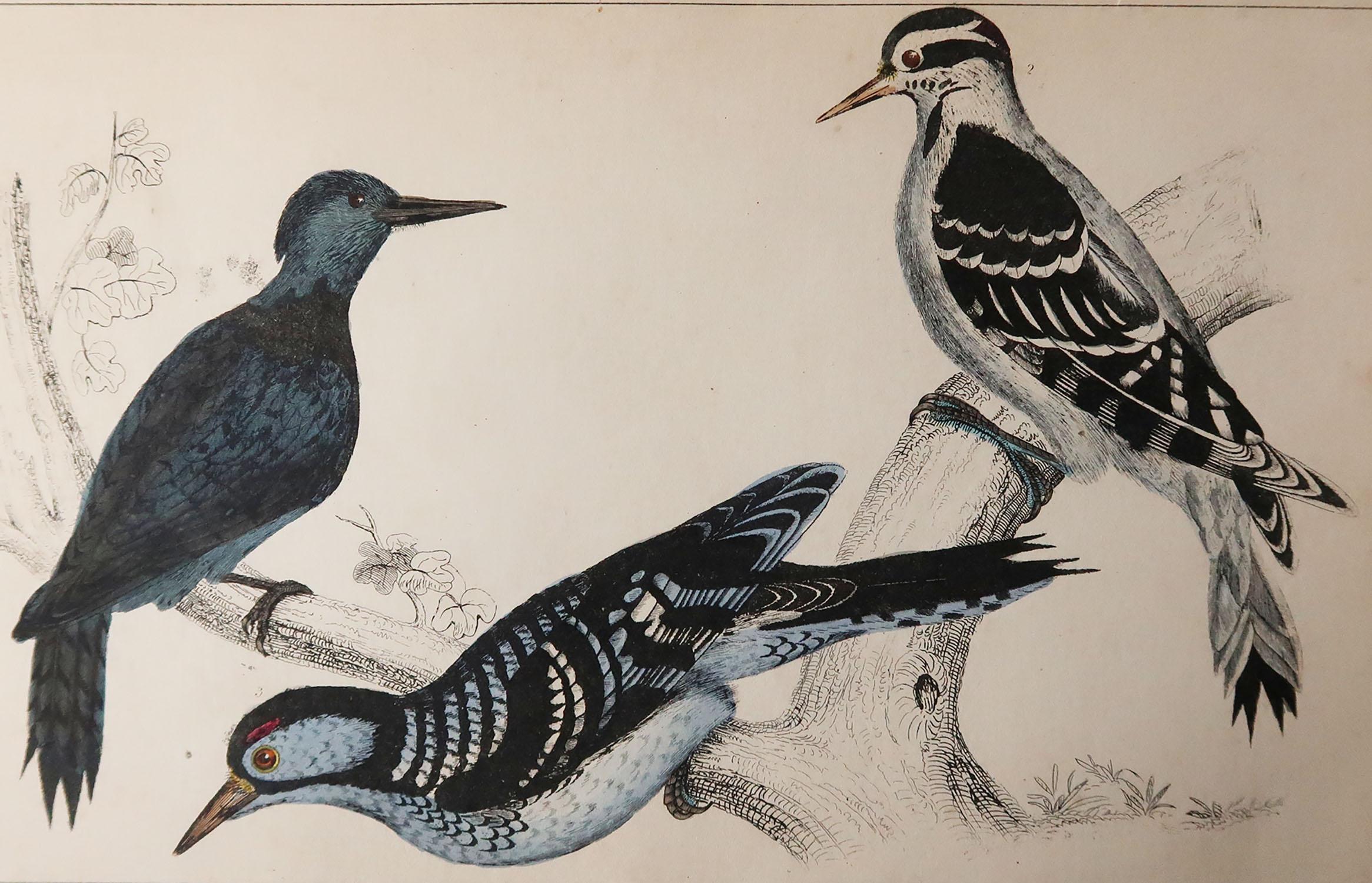 Great image of woodpeckers.

Unframed. It gives you the option of perhaps making a set up using your own choice of frames.

Lithograph after Cpt. Brown with original hand color.

Published, 1847.

Free shipping.




