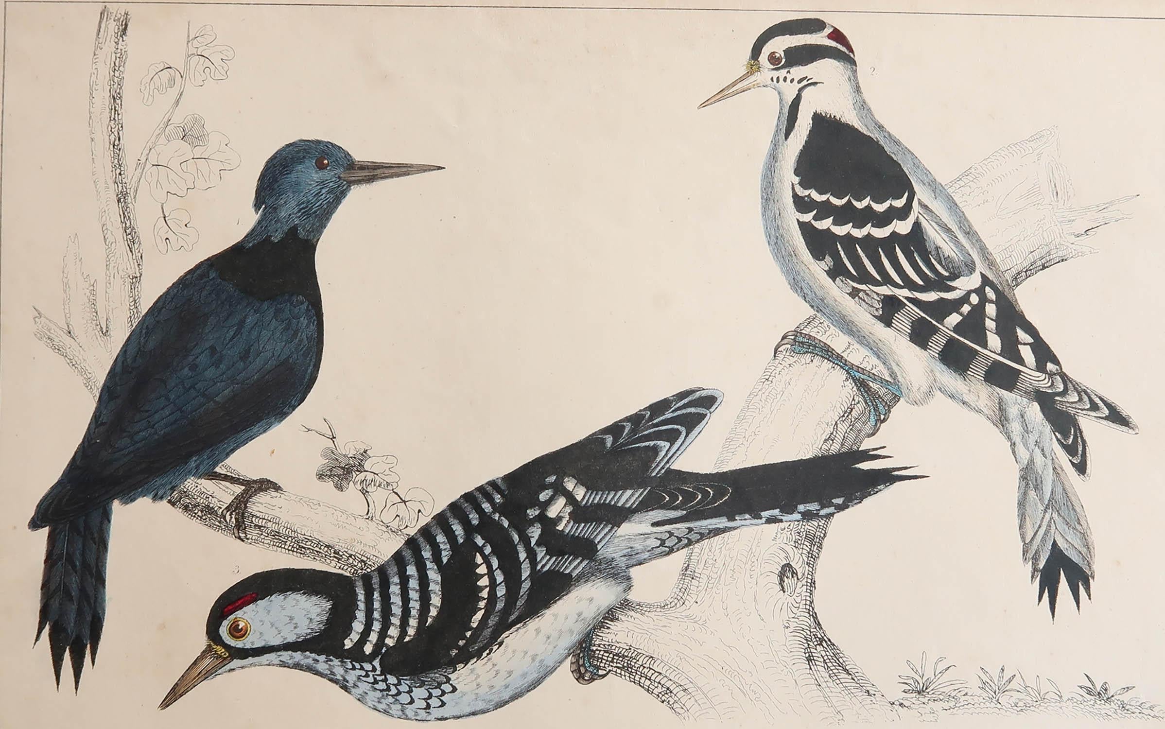 Great image of woodpeckers.

Unframed. It gives you the option of perhaps making a set up using your own choice of frames.

Lithograph after Cpt. Brown with original hand color.

Published, 1847.

    




