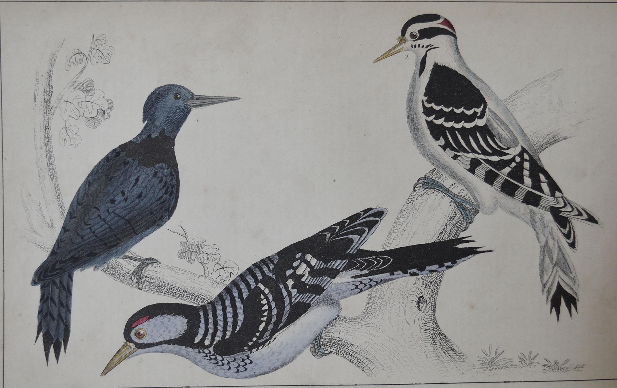 Folk Art Original Antique Print of Woodpeckers, 1847 'Unframed'