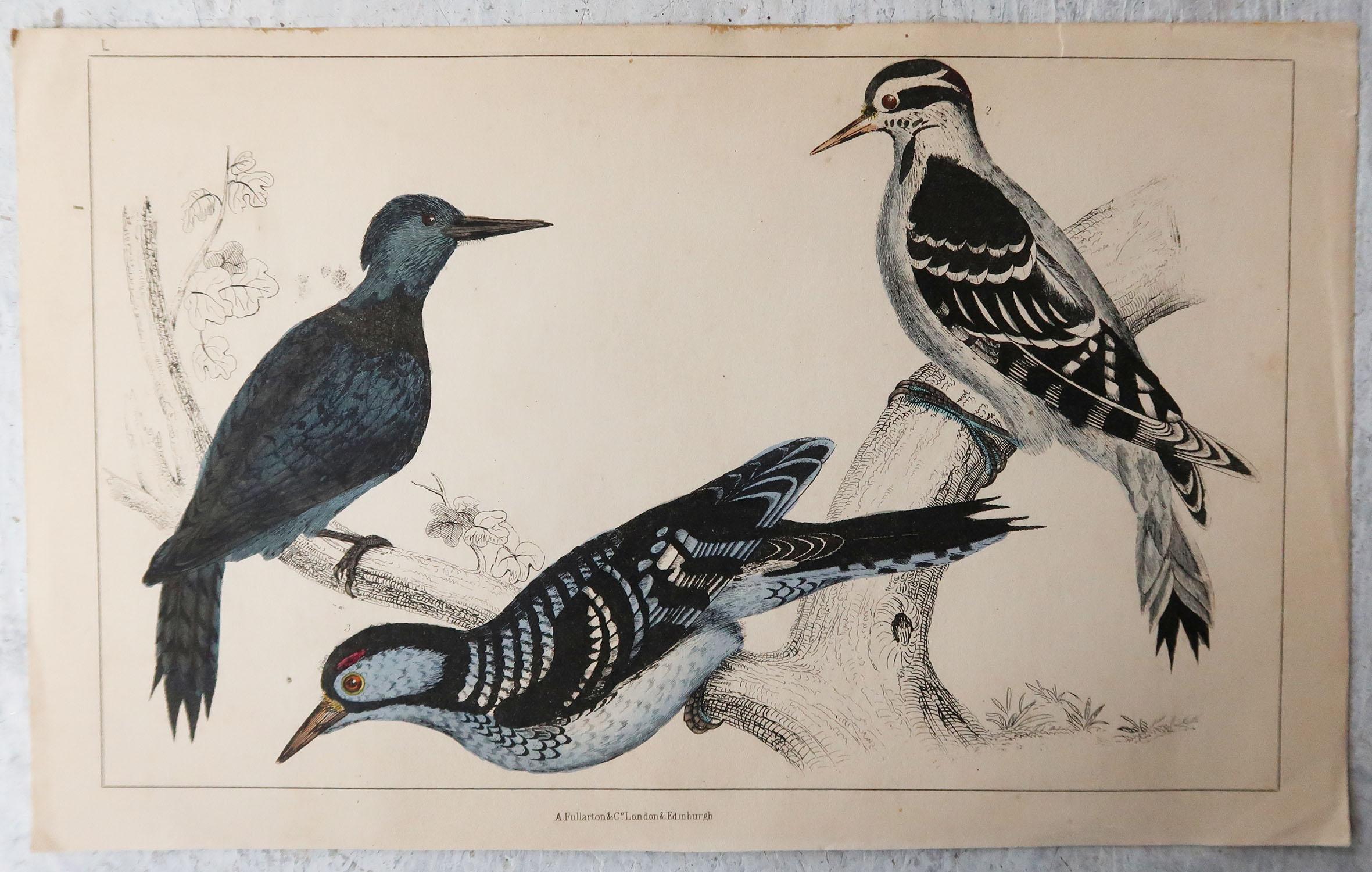 Folk Art Original Antique Print of Woodpeckers, 1847 'Unframed'
