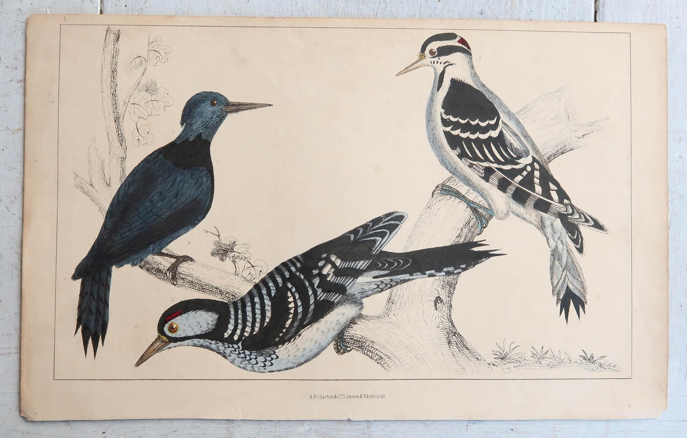 Folk Art Original Antique Print of Woodpeckers, 1847 'Unframed' For Sale