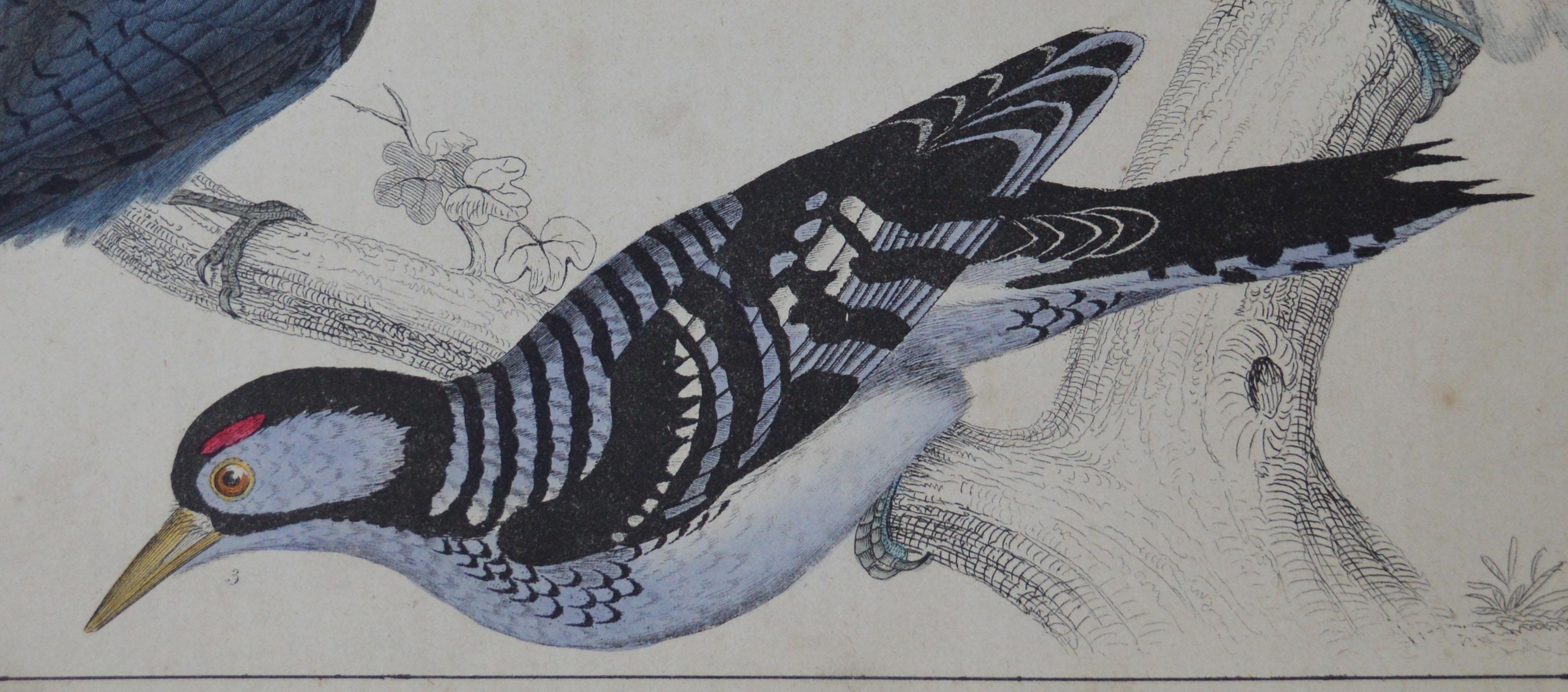 English Original Antique Print of Woodpeckers, 1847 'Unframed'