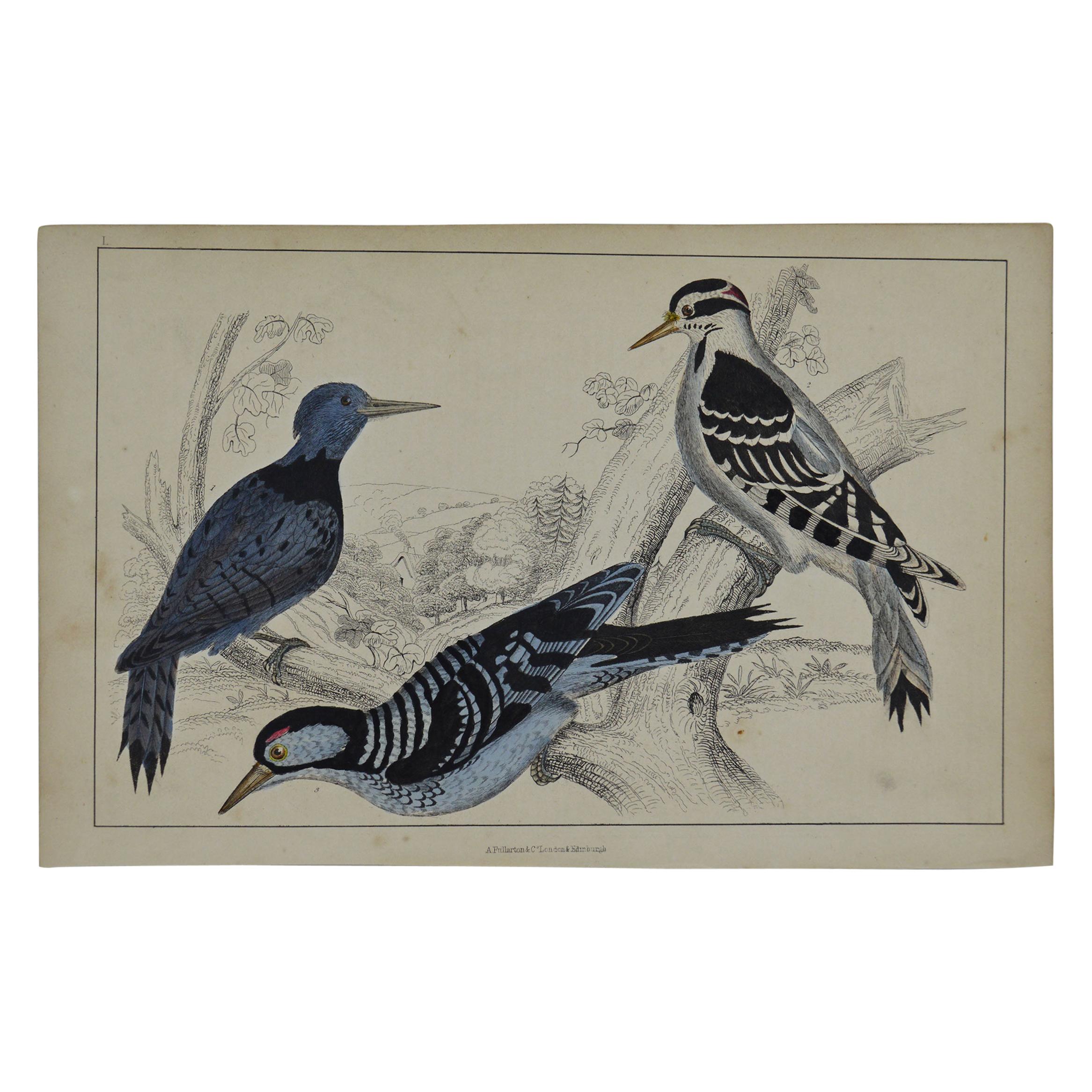 Original Antique Print of Woodpeckers, 1847 'Unframed'