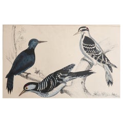 Stampa antica originale di picchi, 1847, senza cornice