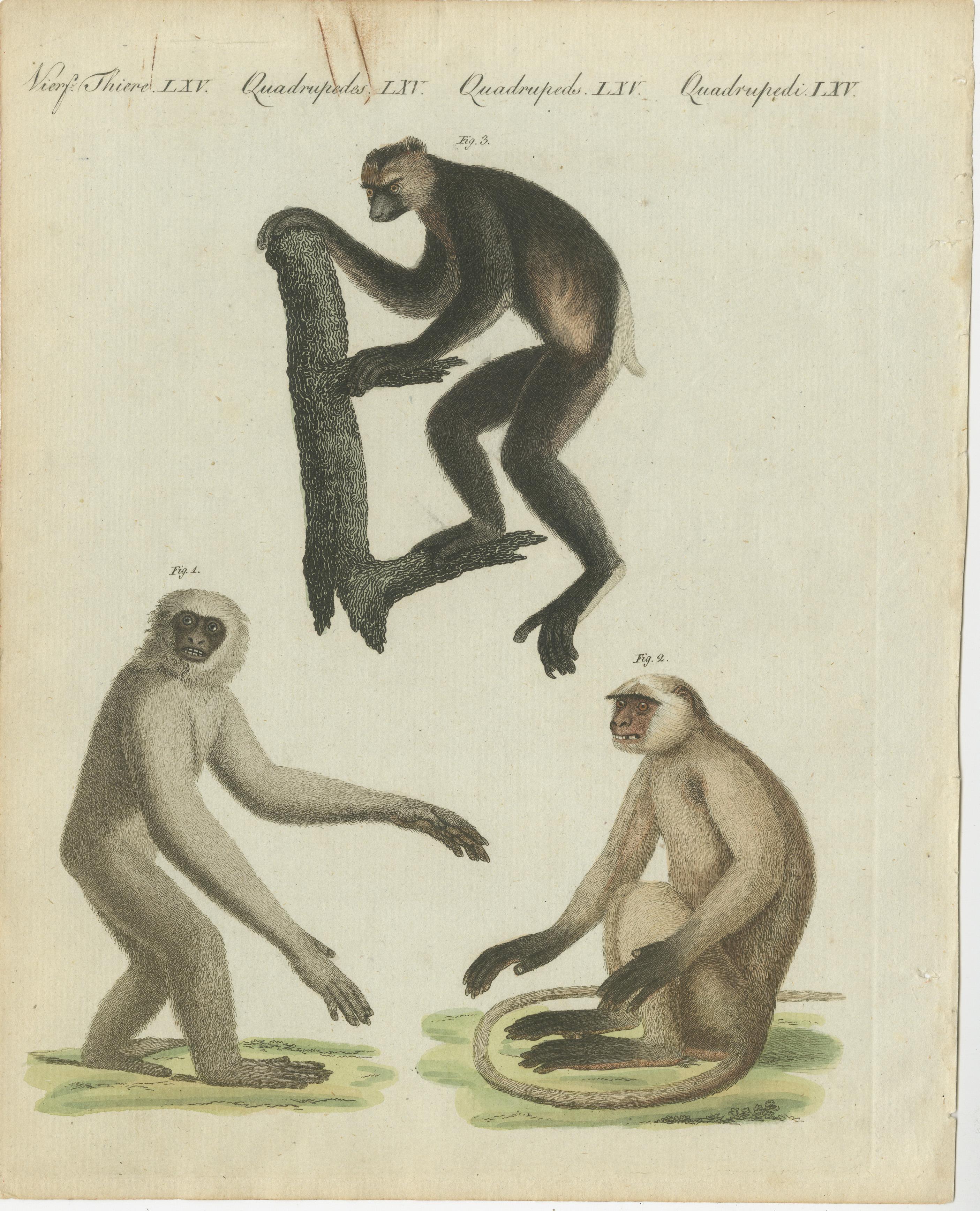Original antique print of monkeys titled 'The Moluck, The Entellus of Bengal, The Indri'. This print originates from 'Bilderbuch fur Kinder' by F.J. Bertuch. Friedrich Johann Bertuch (1747-1822) was a German publisher and man of arts most famous for
