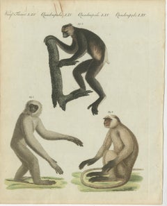 Original Antique Print with Three Monkeys Including the Indri