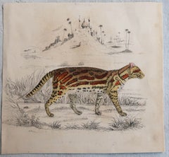 Original Antique Prints of A Tiger and a Crocodile, 1847 'Unframed'