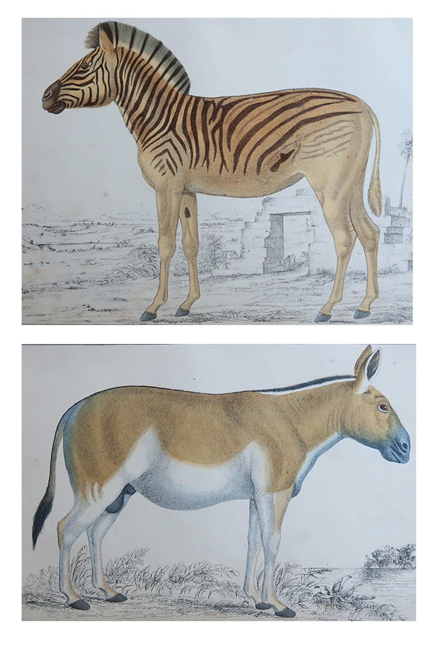 De superbes images d'un zèbre et d'un âne de Mongolie

Sans cadre. 

Lithographies d'après le capitaine Brown avec couleurs originales à la main.

Publié en 1847.

La mesure est pour 1 impression

Expédition gratuite







