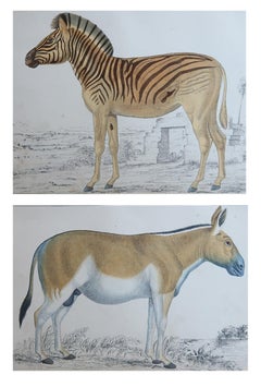 Original Antique Prints of A Zebra and An Ass, 1847
