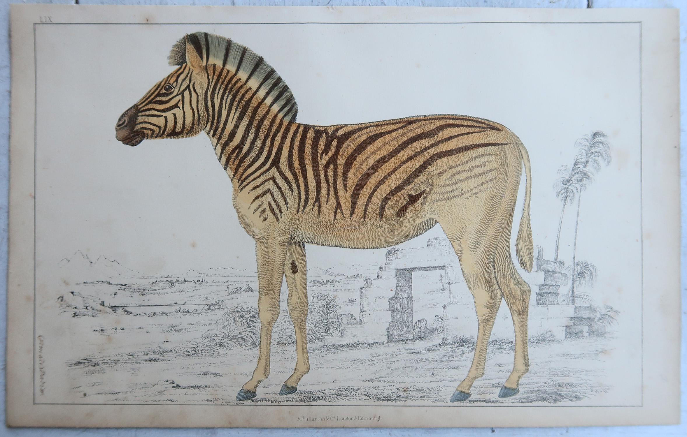 Artisanat Impressions anciennes d'un zèbre et d'un âne, 1847 en vente