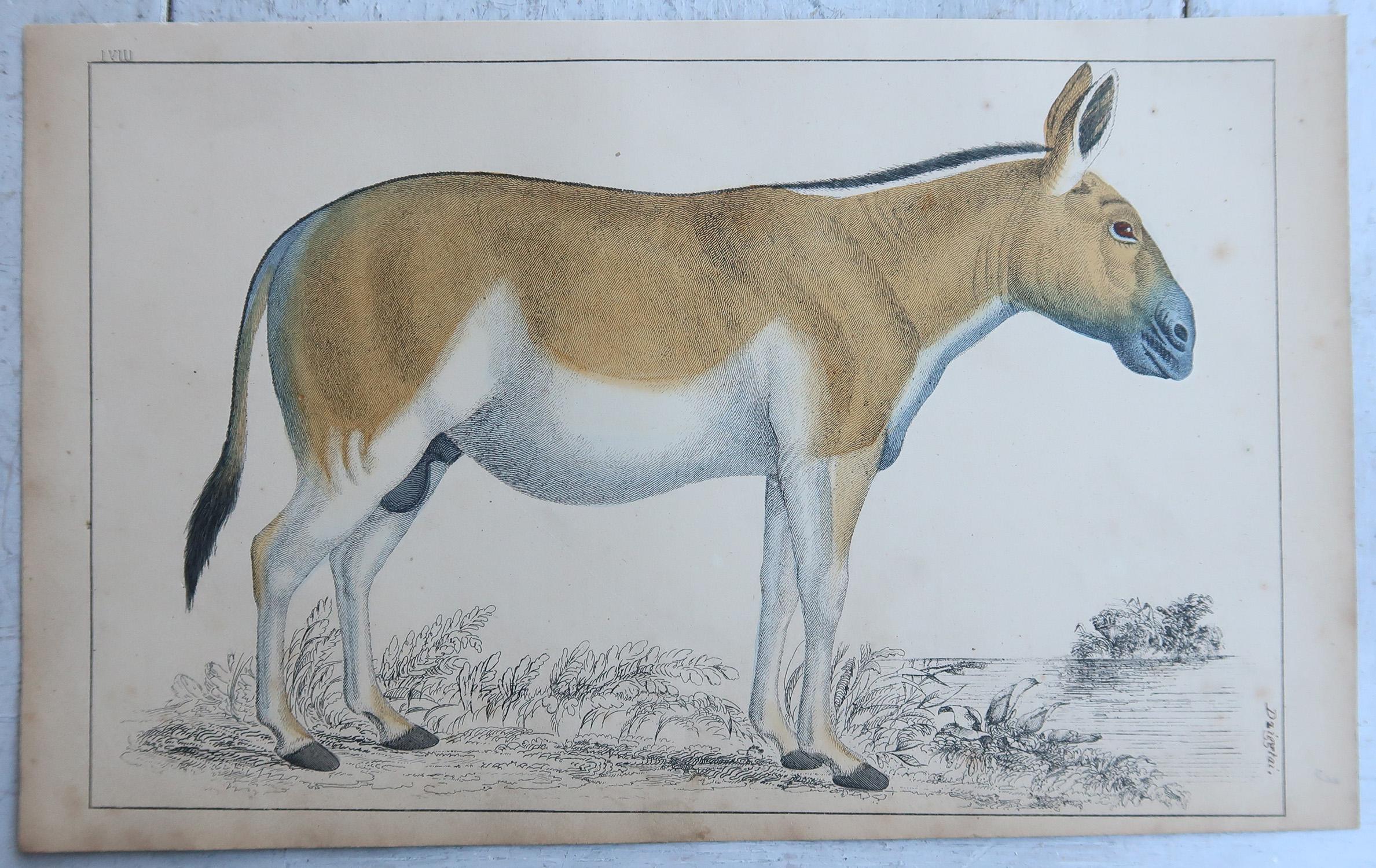 Anglais Impressions anciennes d'un zèbre et d'un âne, 1847 en vente