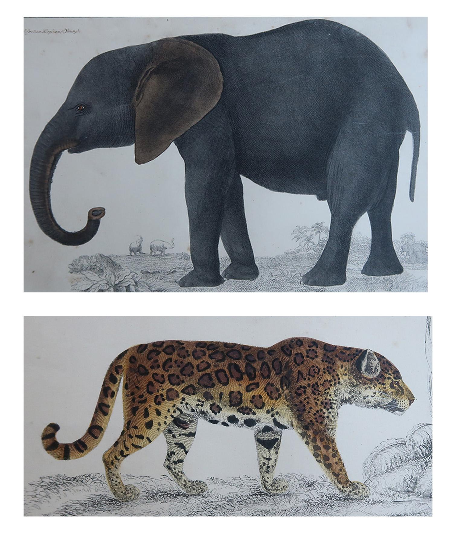 De superbes images d'un éléphant et d'un jaguar

Sans cadre. 

Lithographies d'après le capitaine Brown avec couleurs originales à la main.

Publié en 1847.

La mesure est pour 1 impression

Expédition gratuite







