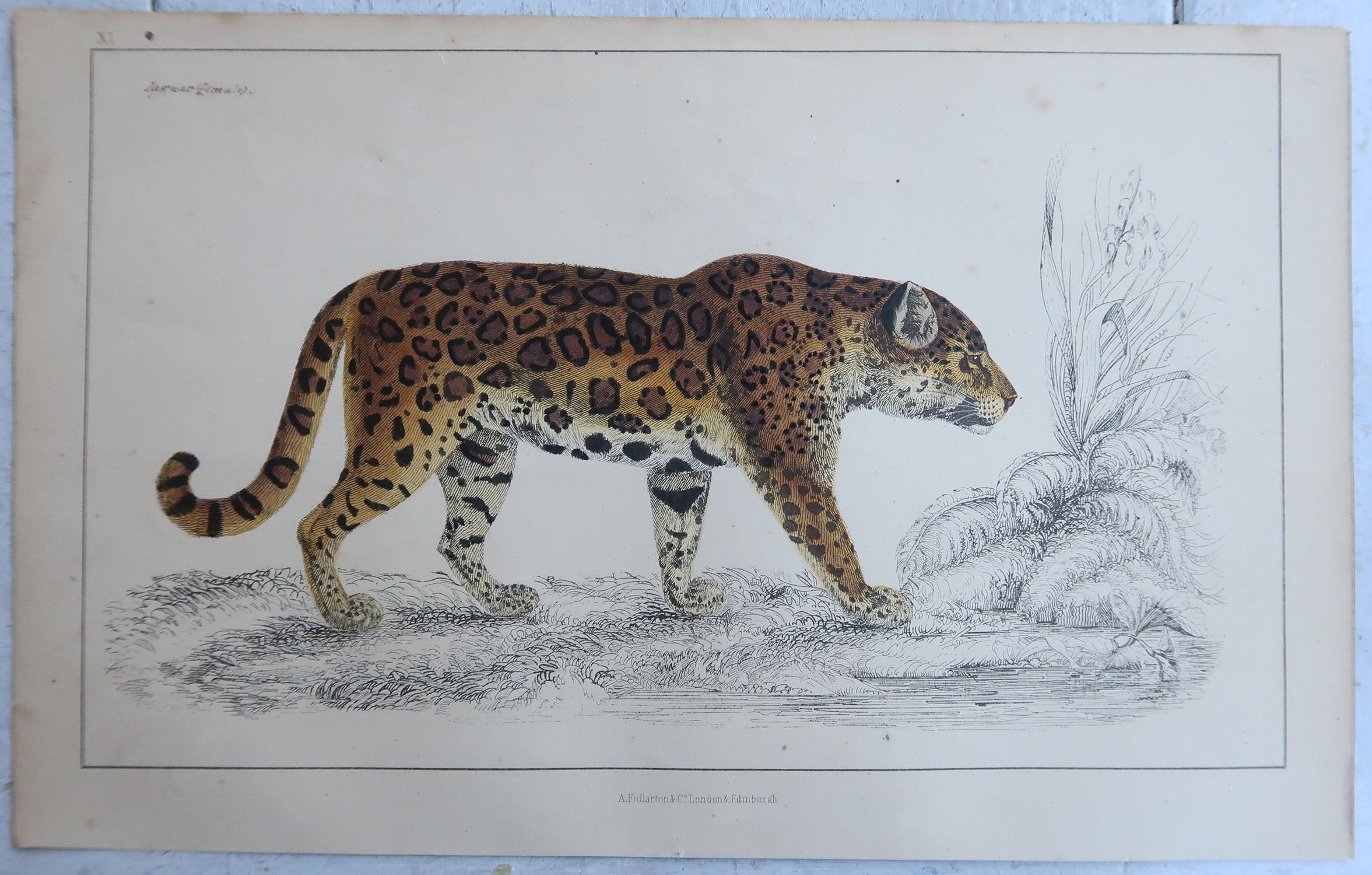 Anglais Impressions anciennes originales d'un éléphant et d'un Jaguar, 1847 en vente