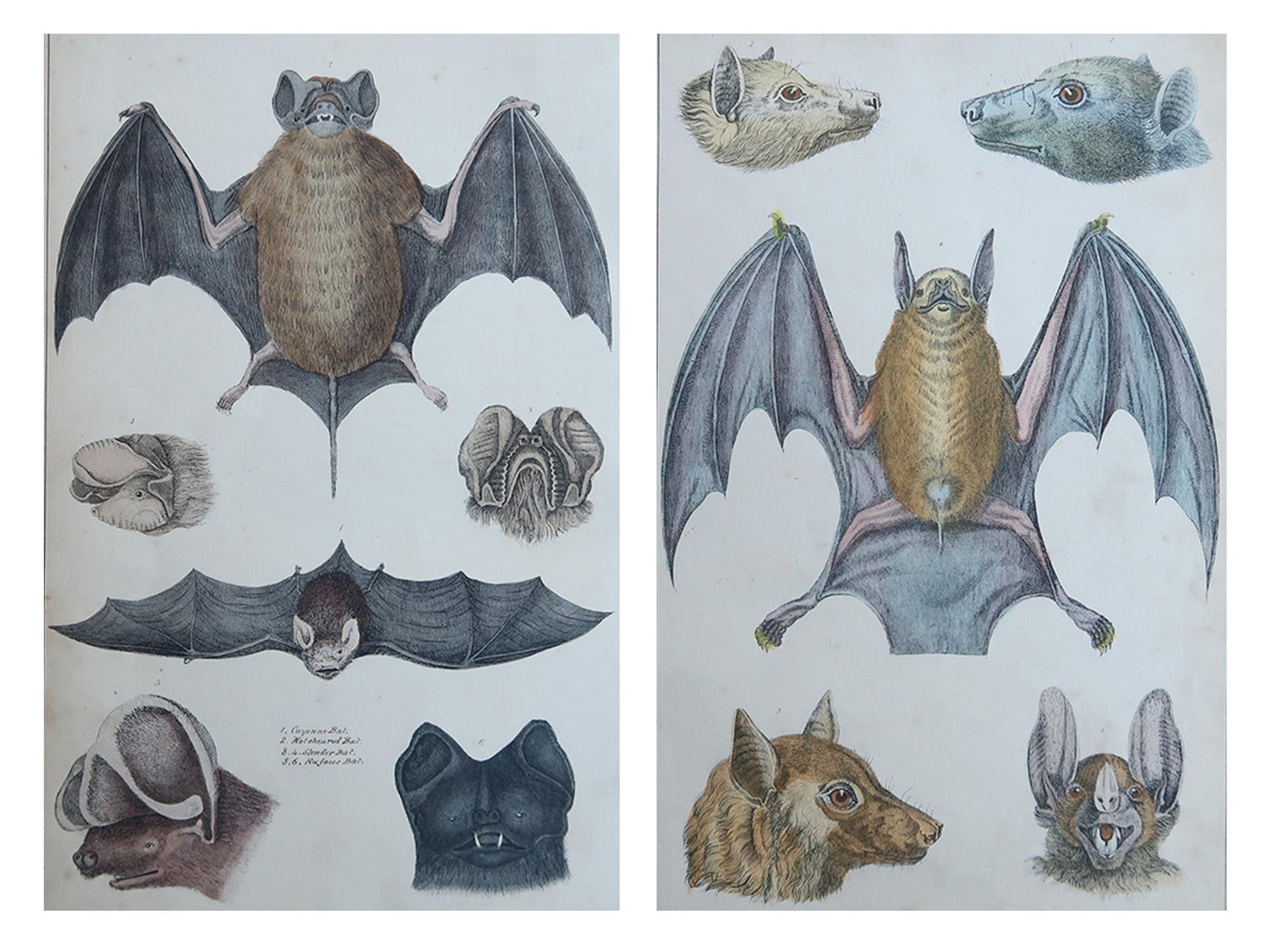 Tolle Bilder von Fledermäusen 

Ungerahmt. 

Lithographien nach Cpt. Brown mit Original-Handkolorit.

Veröffentlicht, 1847.

Die Messung ist für 1 Druck

Kostenloser Versand







