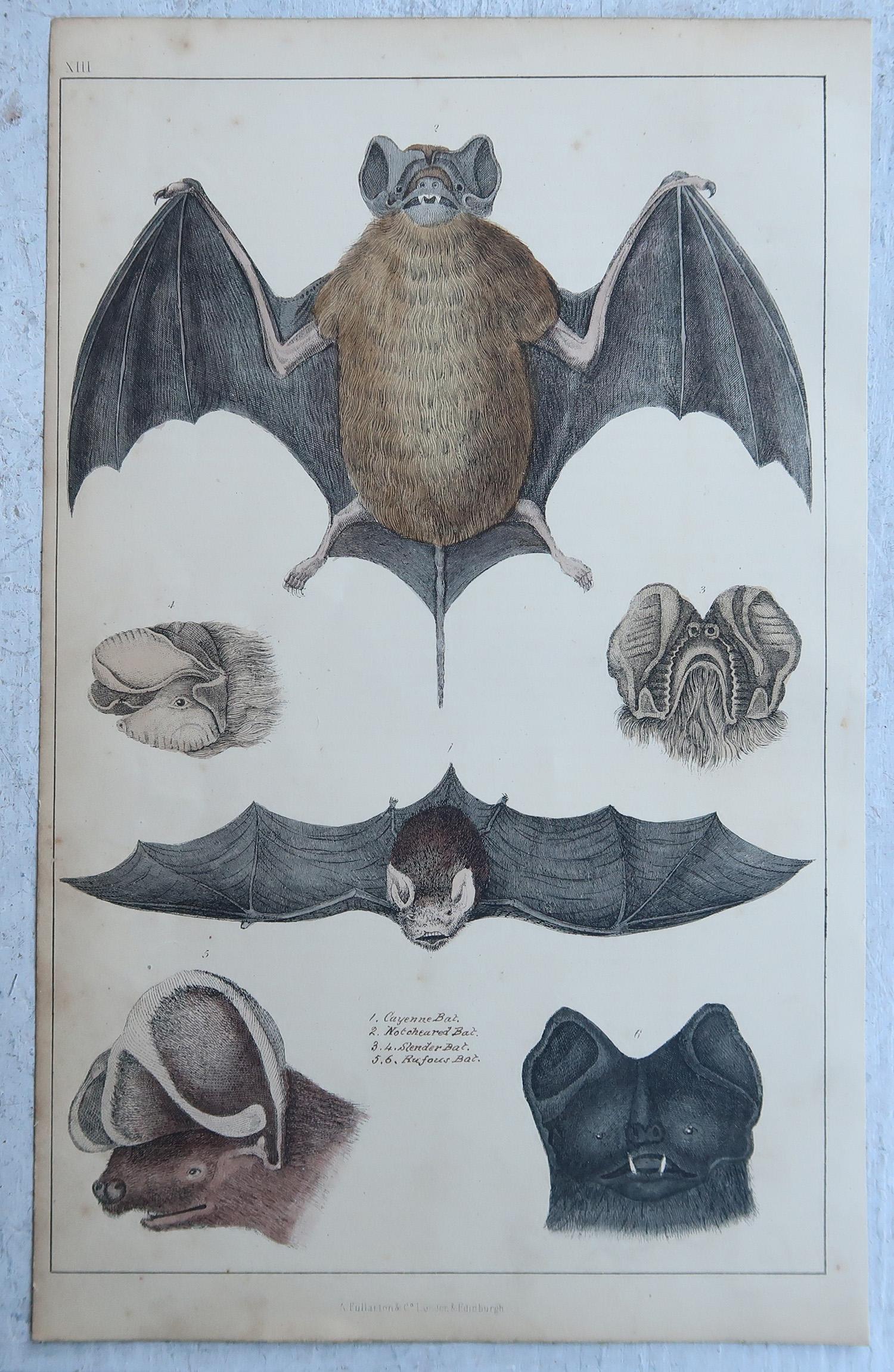 Original-Antikdrucke von Fledermäusen, 1847 (Volkskunst) im Angebot