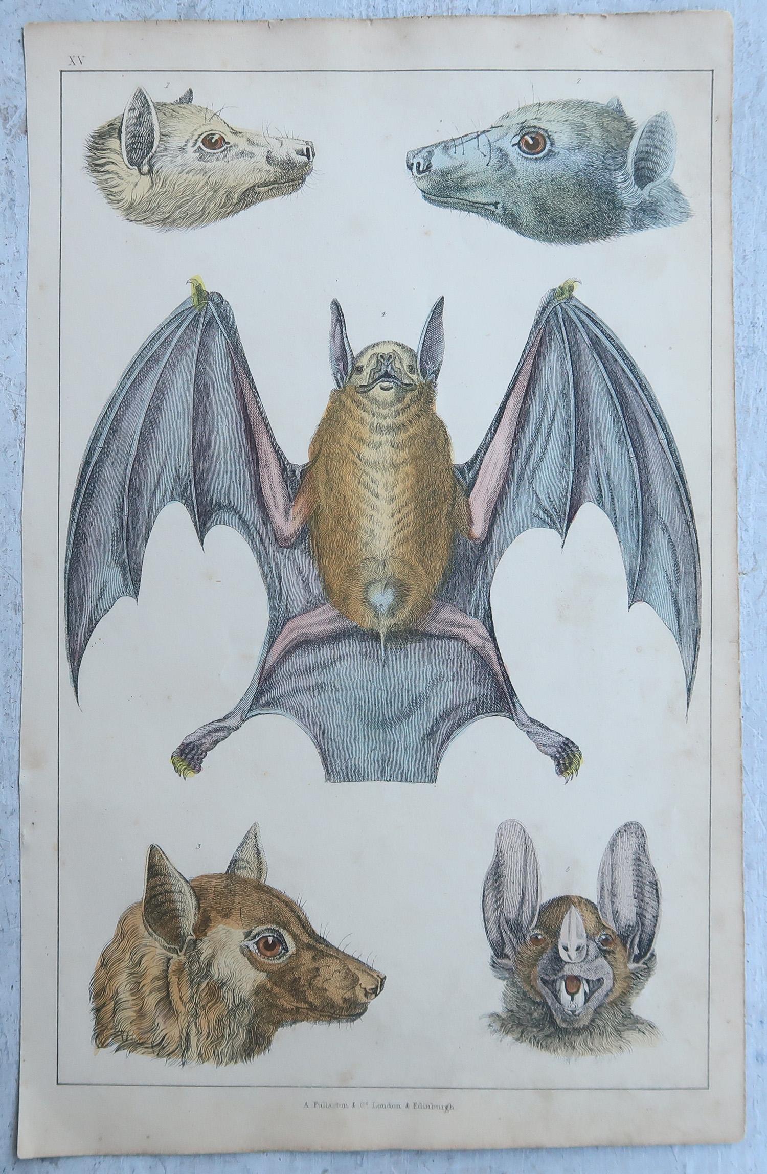 Original-Antikdrucke von Fledermäusen, 1847 (Englisch) im Angebot