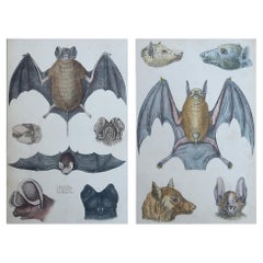 Original Antique Prints of Bats, 1847