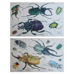 Grabados Antiguos Originales de Animales, Bichos/Escarabajos, 1847