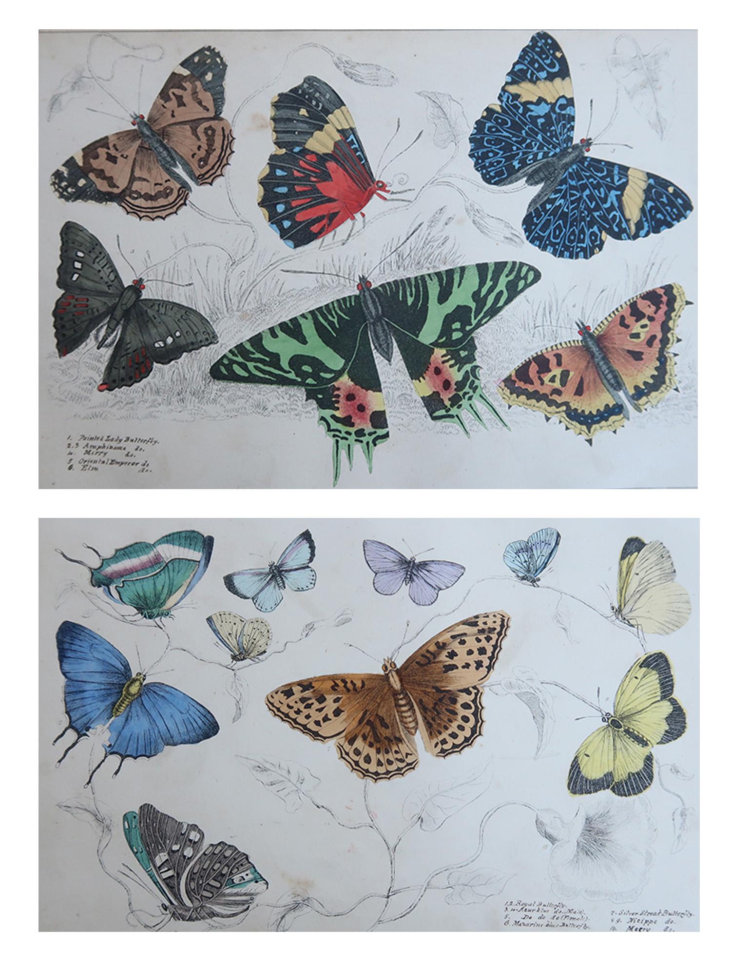 De superbes images de papillons

Sans cadre. 

Lithographies d'après le capitaine Brown avec couleurs originales à la main.

Publié en 1847.

La mesure est pour 1 impression

Expédition gratuite







