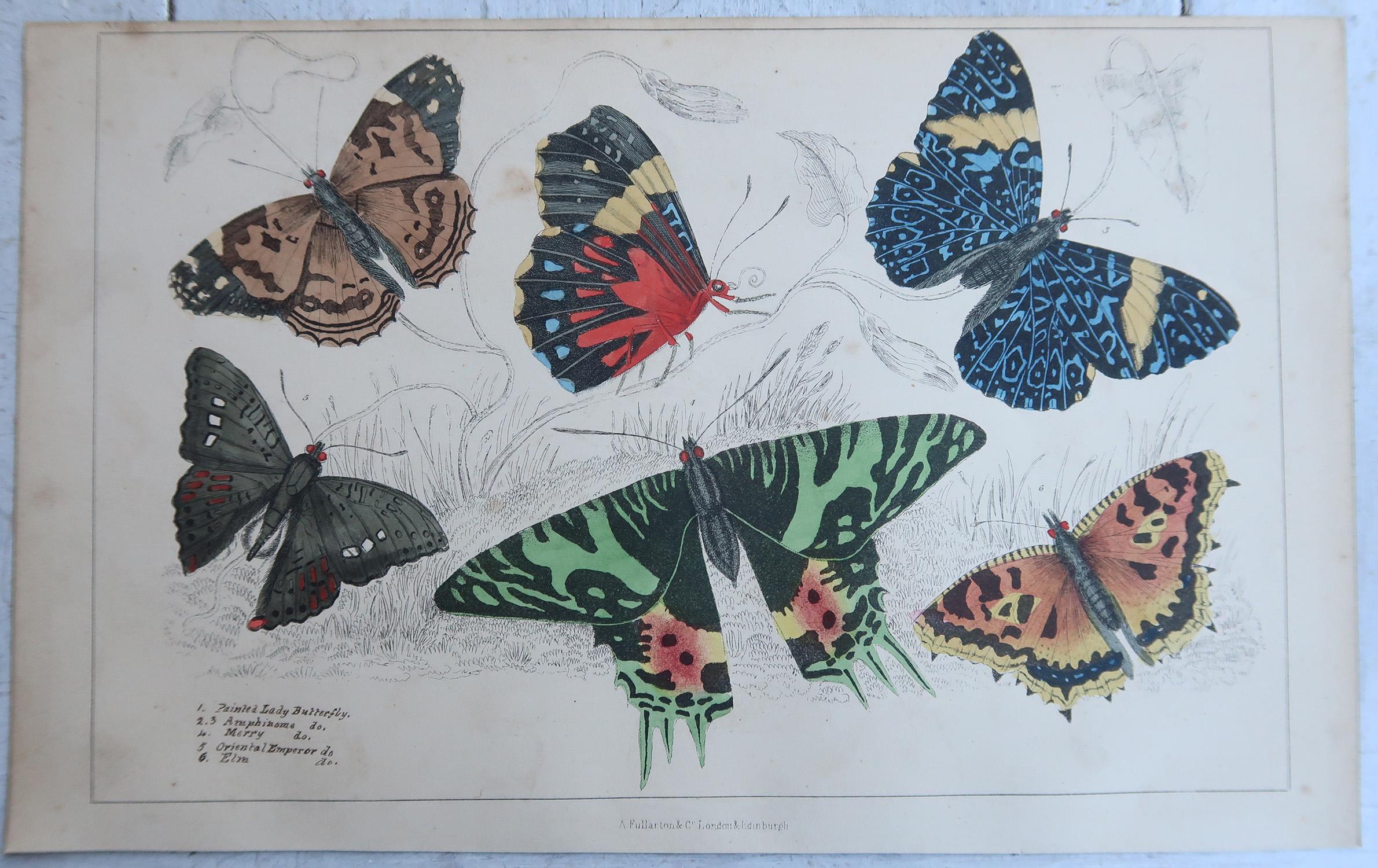 Artisanat Impressions anciennes de papillons, 1847 en vente