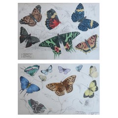 Grabados Antiguos Originales de Mariposas, 1847
