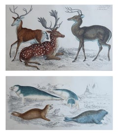 Grabados originales antiguos de animales, ciervos y focas, 1847