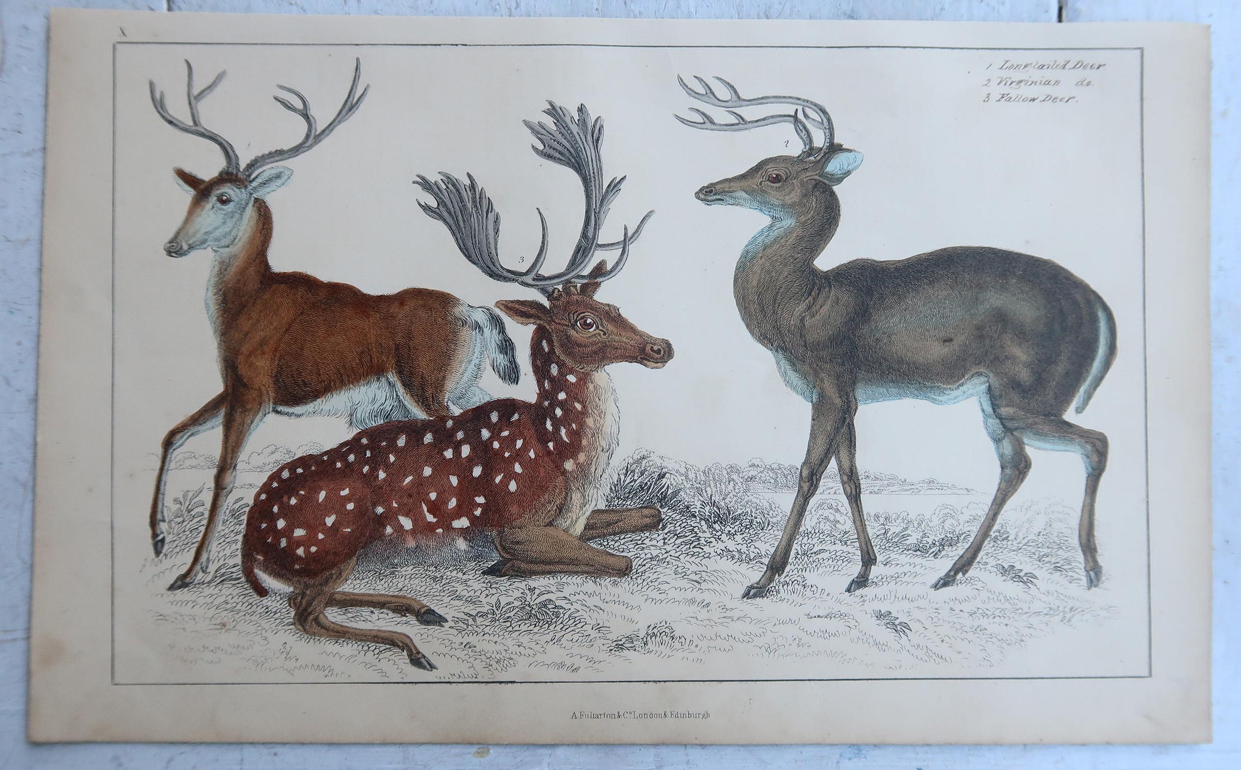 Original Antike Tierdrucke, Hirsch und Siegel, 1847 (Volkskunst) im Angebot