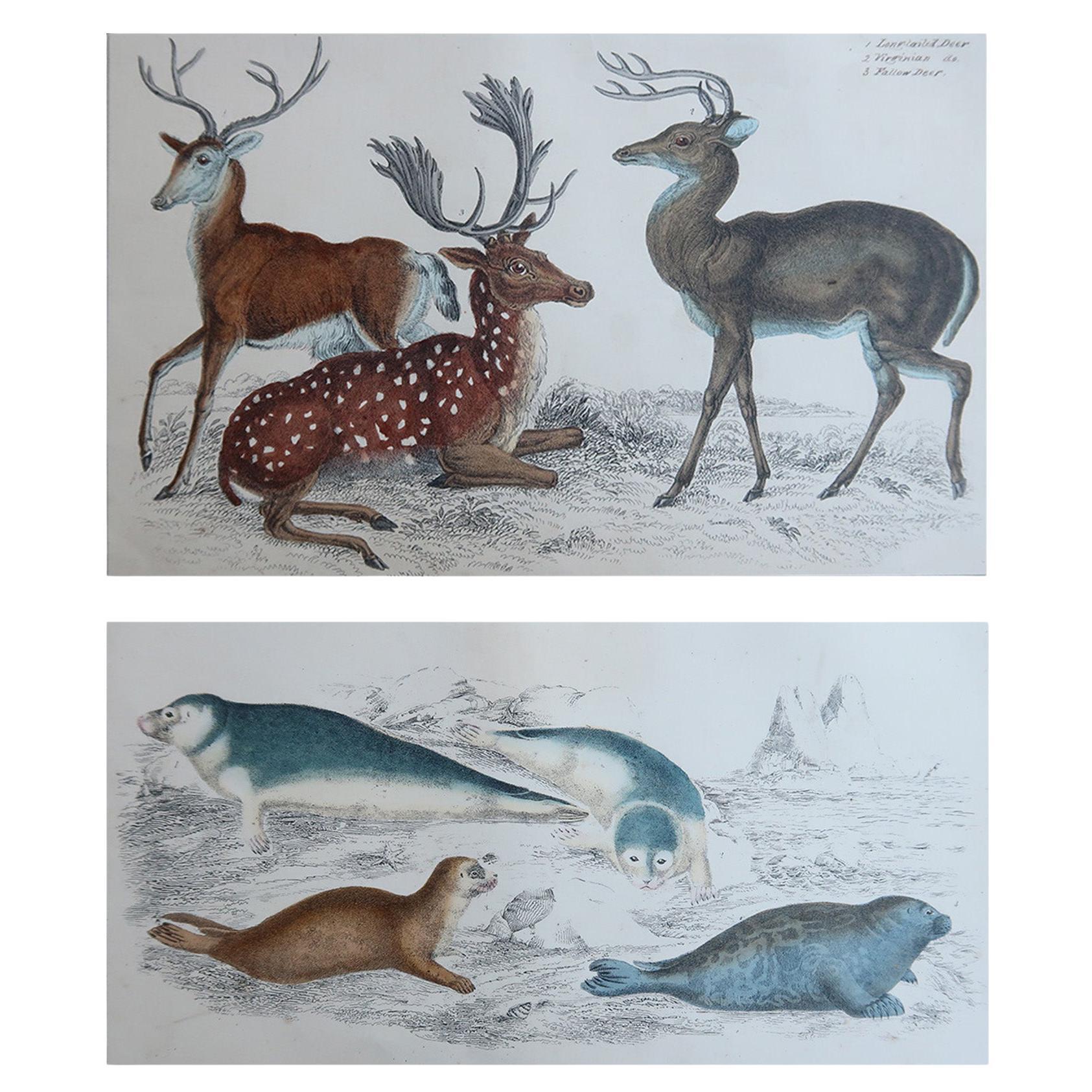 Original Antique Animal Prints, Deer and Seals, 1847