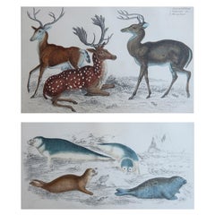 Stampe antiche originali di animali, cervi e foche, 1847