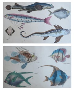 Impressions anciennes originales de poissons, 1847