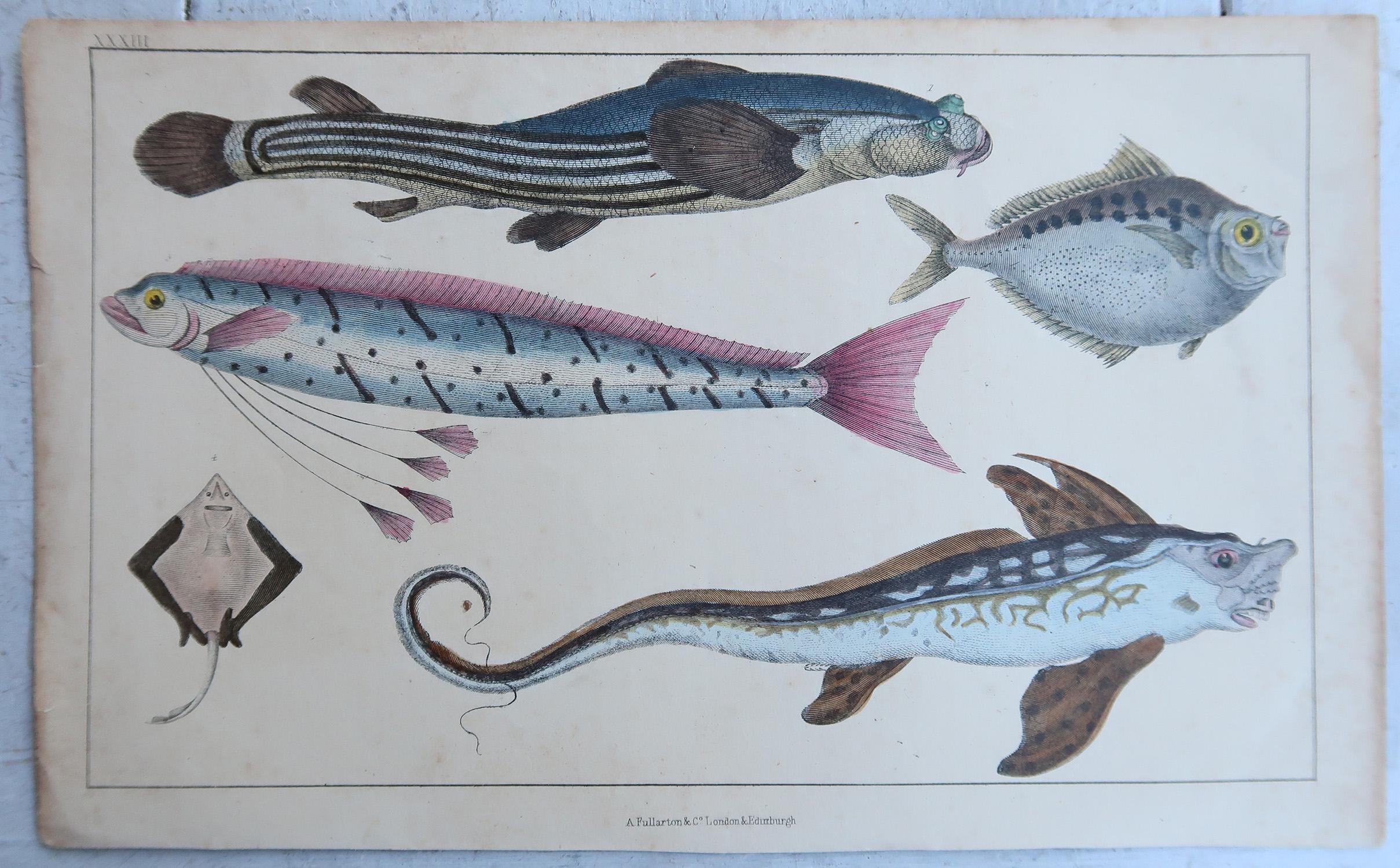 Original Antike Drucke von Fischen, 1847 (Volkskunst) im Angebot