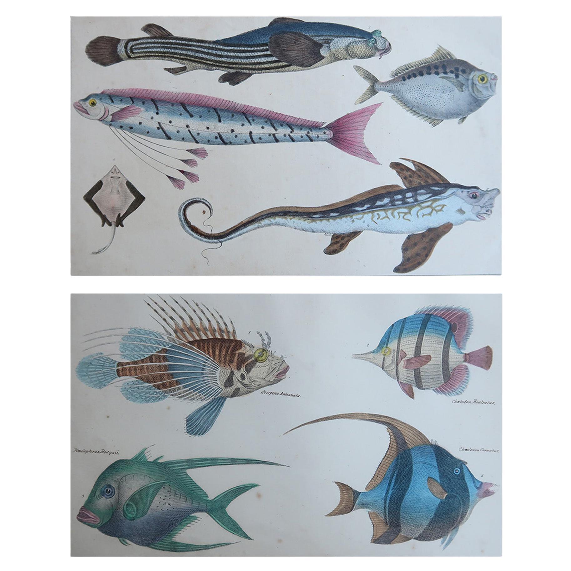Original Antike Drucke von Fischen, 1847