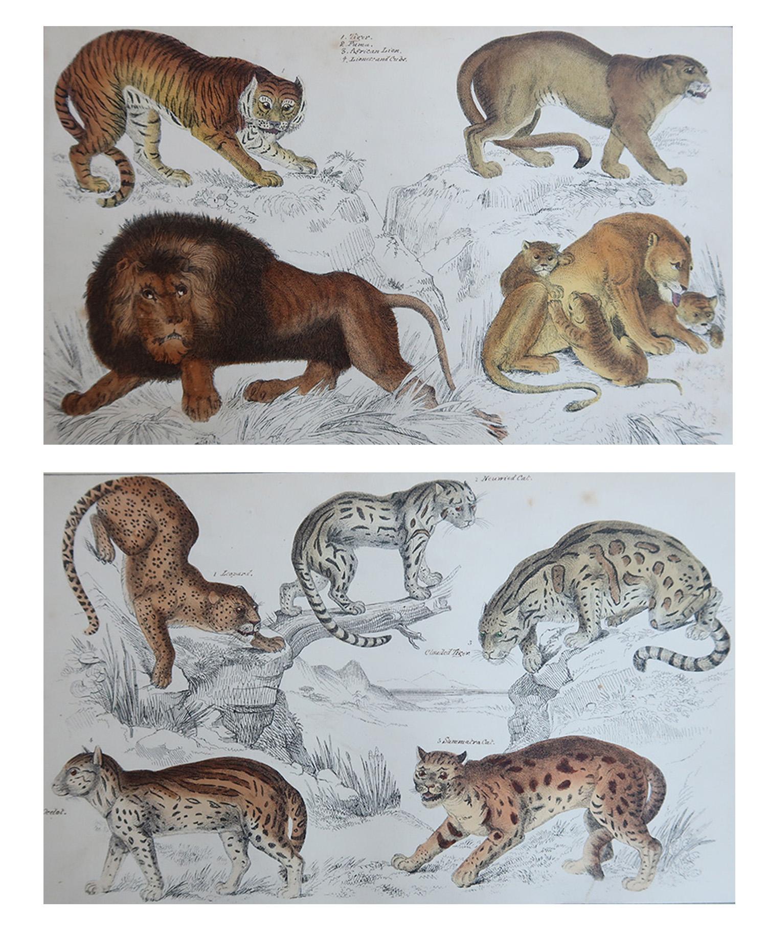 Tolle Bilder von Löwen und Tigern

Ungerahmt. 

Lithographien nach Cpt. Brown mit Original-Handkolorit.

Veröffentlicht, 1847.

Die Messung ist für 1 Druck

Kostenloser Versand







