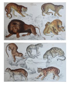 Original Antique Animal Prints, Lions and Tigers, 1847