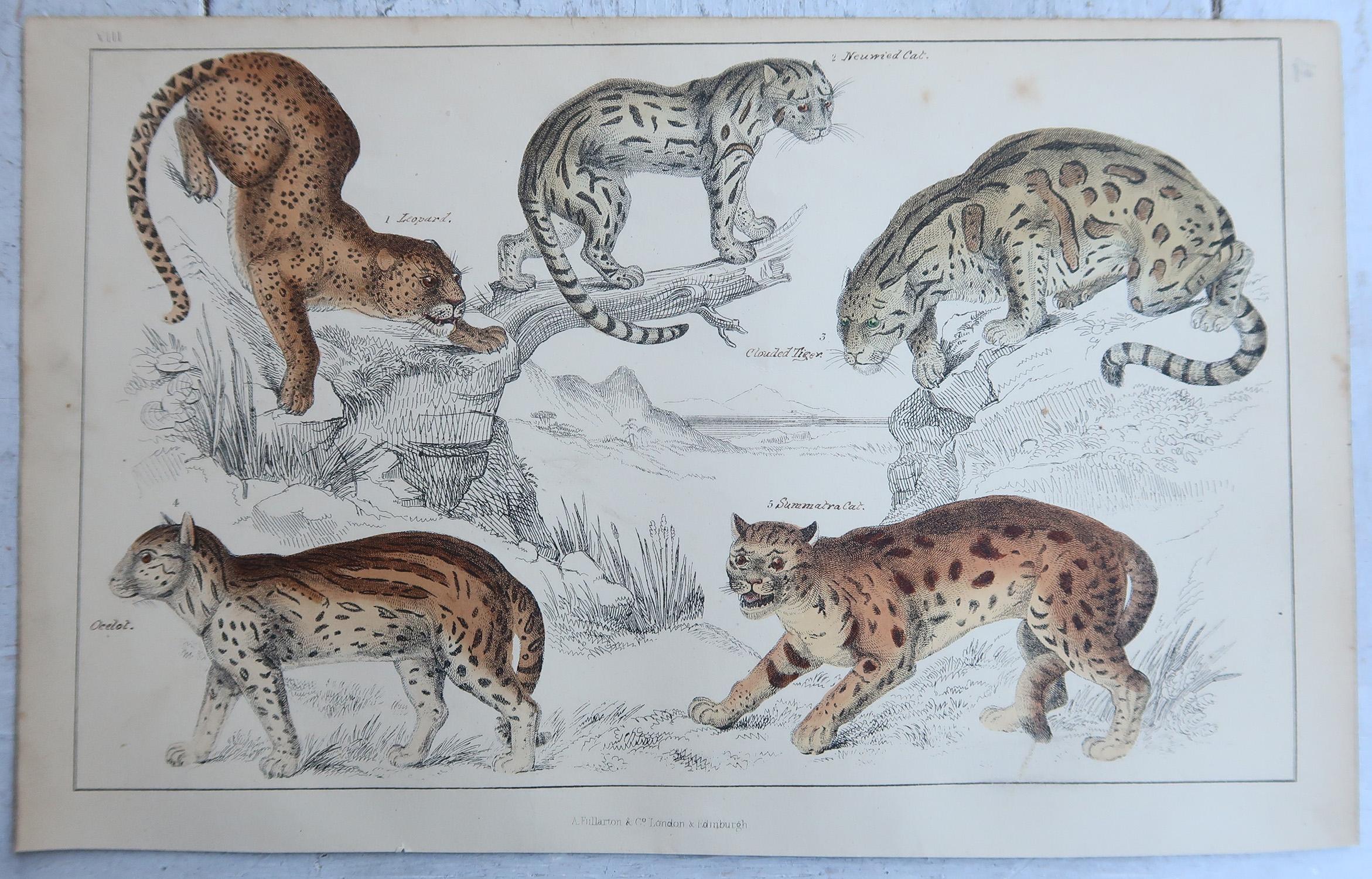 Original Antike Tierdrucke, Löwen und Tiger, 1847 (Englisch) im Angebot