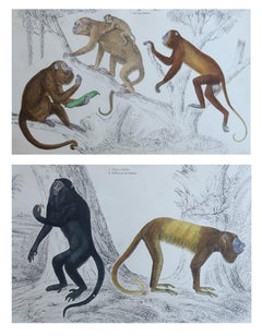 Original Antique Animal Prints, Monkeys, 1847